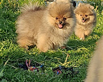 Собаки в Костроме: Малый шпиц Мальчик, 30 000 руб. - фото 2