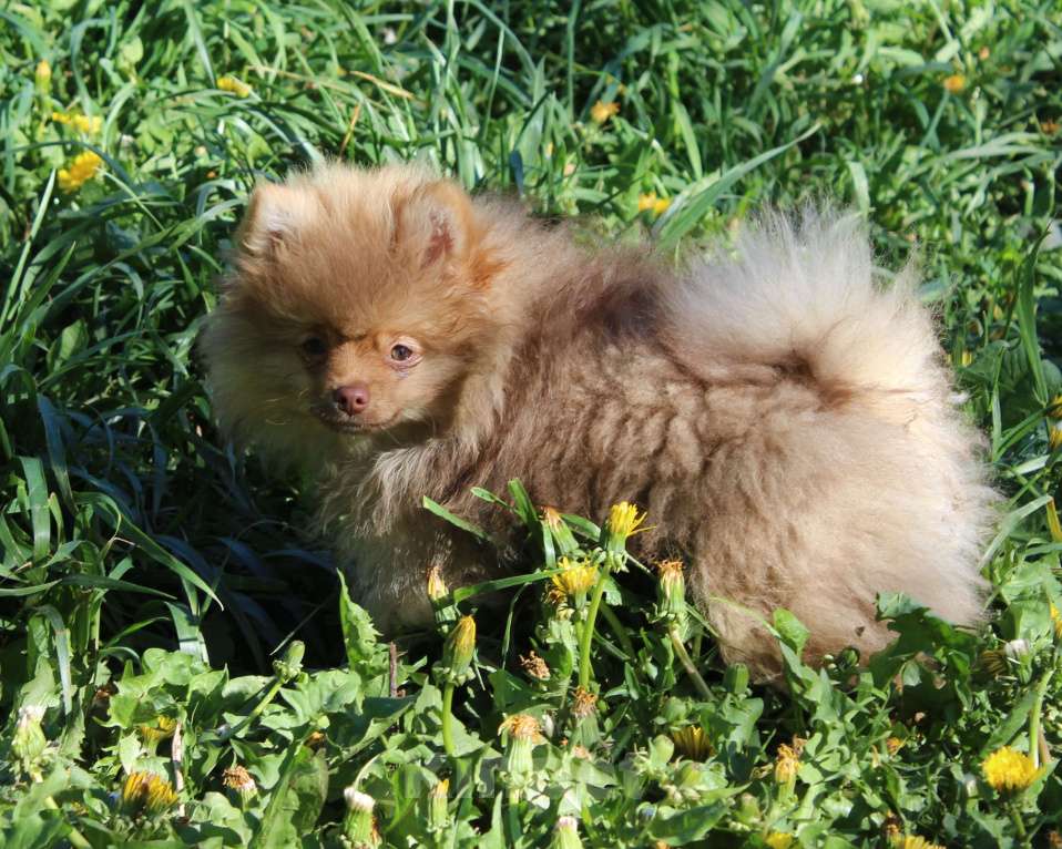 Собаки в Москве: мальчик кофе с молоком Мальчик, 15 000 руб. - фото 4