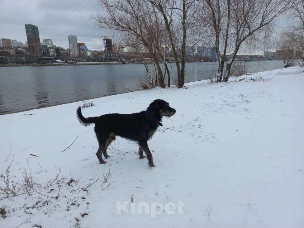 Собаки в Ростове-на-Дону: Найден метис дратхаара Мальчик, Бесплатно - фото 3
