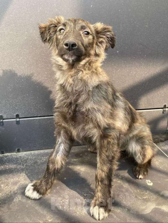 Собаки в Краснодаре: Собака  Девочка, 100 руб. - фото 6