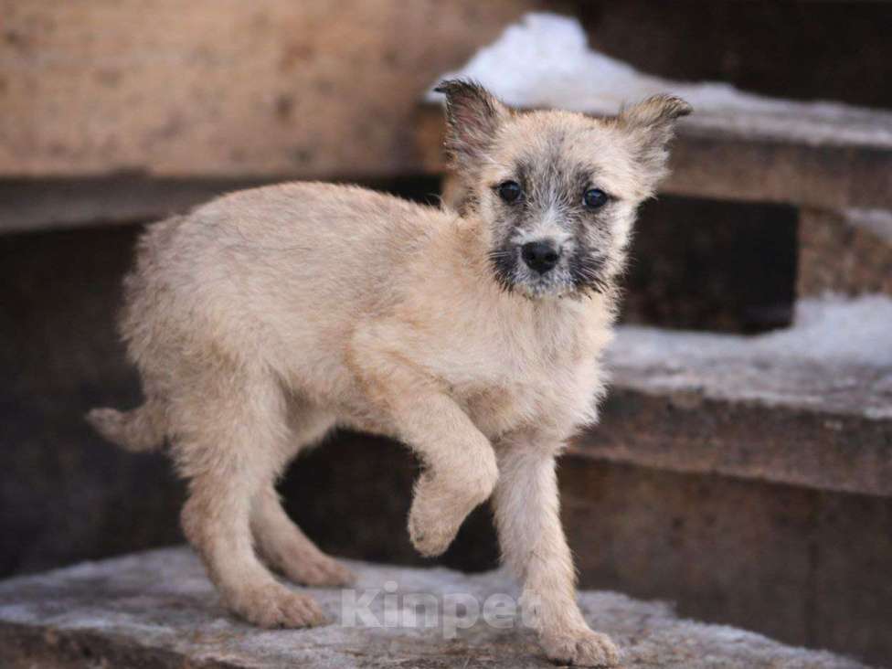 Собаки в Лосином-Петровском: Хагта якутенок из ледяного  подъезда Девочка, Бесплатно - фото 3