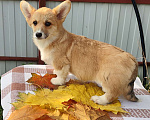 Собаки в Москве: Лисичка Вельш корги пемброк  Девочка, 55 000 руб. - фото 1