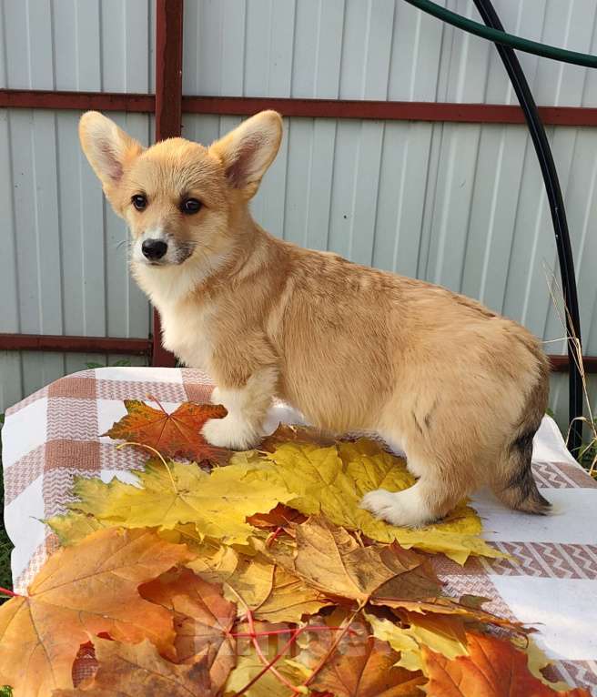 Собаки в Москве: Лисичка Вельш корги пемброк  Девочка, 55 000 руб. - фото 1