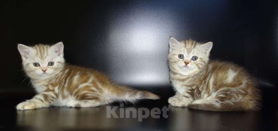 Кошки в Москве: Шотланские котята, шоколадный окрас, девочки, БРИД-класс Девочка, 30 000 руб. - фото 1