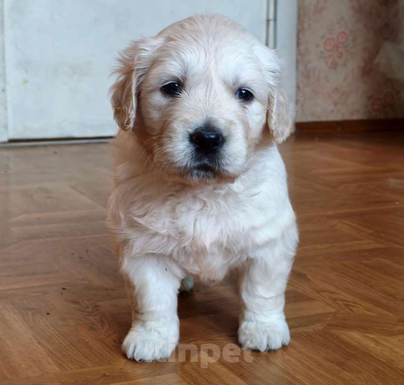 Собаки в Москве: Щенок золотистого ретривера Звезда Севера Пастила  Девочка, 100 000 руб. - фото 1