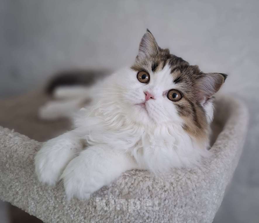 Кошки в Ярославле: Шотландская длинношерстная девочка Девочка, 25 000 руб. - фото 3