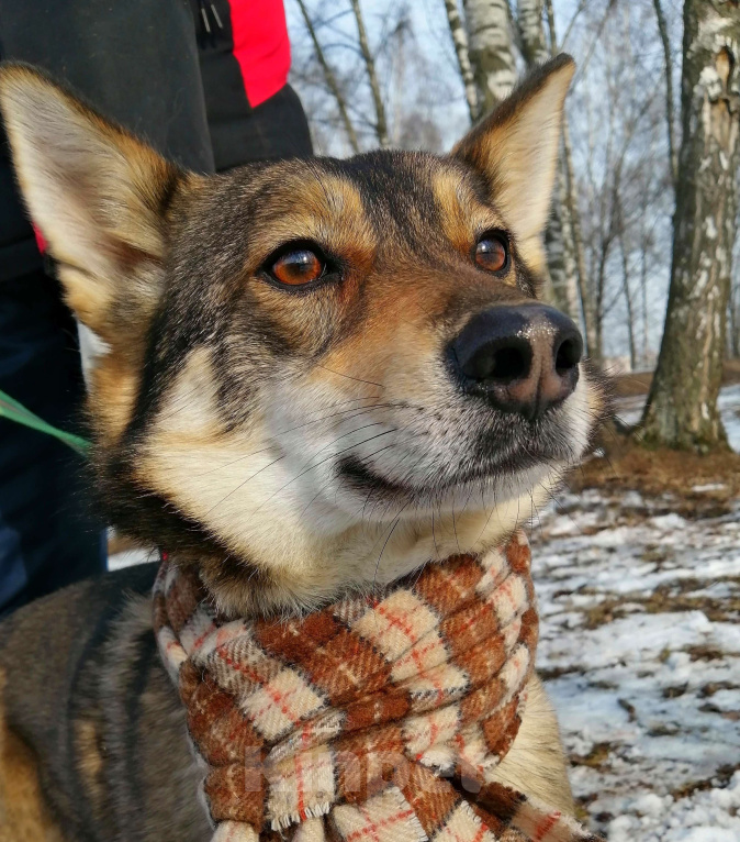 Собаки в Москве: Марли - чистый позитив в Добрые руки! Девочка, Бесплатно - фото 5