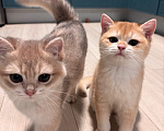 Кошки в Тюмени: Котёнок золотая шиншилла Девочка, 40 000 руб. - фото 5