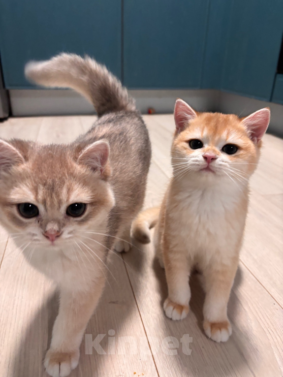 Кошки в Тюмени: Котёнок золотая шиншилла Девочка, 40 000 руб. - фото 5