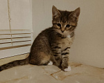 Кошки в Воскресенске: Золушка Девочка, Бесплатно - фото 1