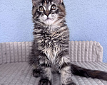 Кошки в Кудрово: Котенок мейн-кун, девочка , шейдед линия, в разведение Девочка, 65 000 руб. - фото 3