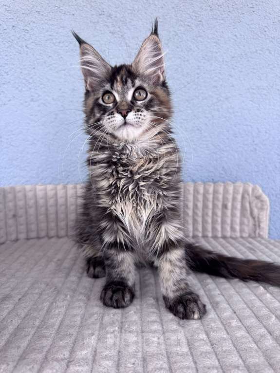 Кошки в Кудрово: Котенок мейн-кун, девочка , шейдед линия, в разведение Девочка, 65 000 руб. - фото 3