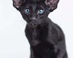 Кошки в Краснодаре: Питомник ориентальных кошек  Мальчик, 40 000 руб. - фото 4