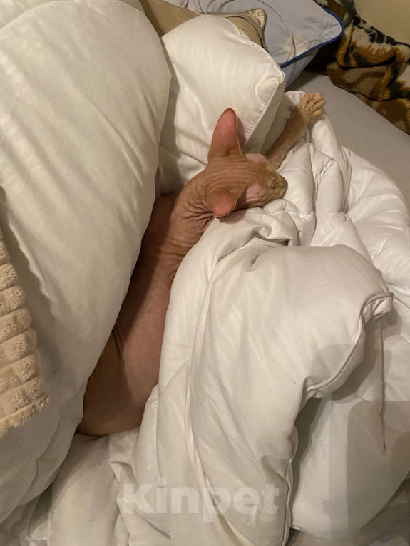 Кошки в Воронеже: Кошечка в добрые руки  Девочка, Бесплатно - фото 3