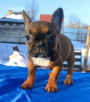 Щенки французкого бульдога
