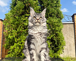 Кошки в Чехове: Мейн-кун котенок Мальчик, 60 000 руб. - фото 2