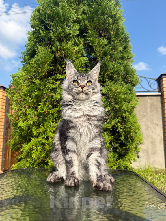 Кошки в Чехове: Мейн-кун котенок Мальчик, 60 000 руб. - фото 2