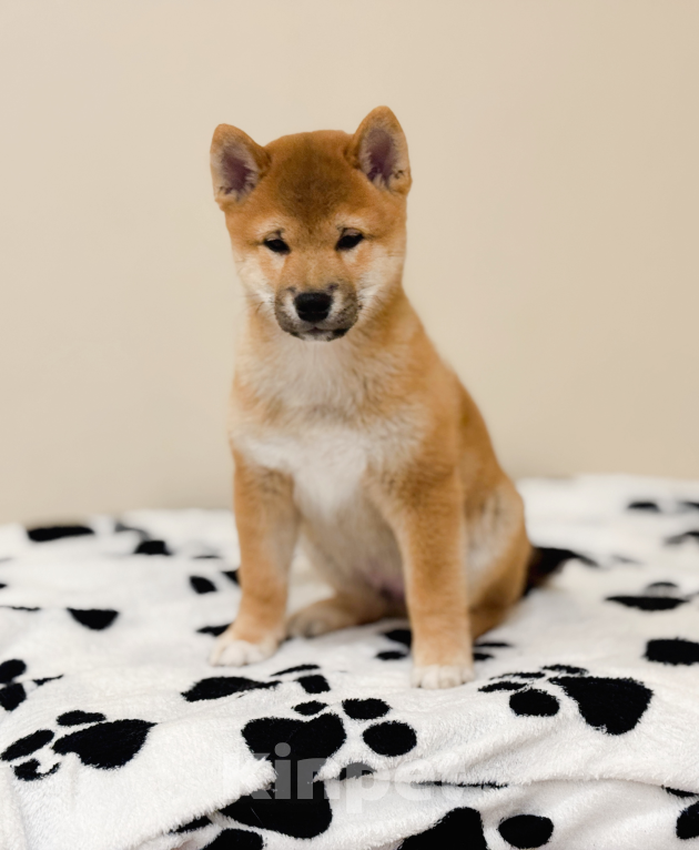 Собаки в Туле: Сиба Ину щенок от родителей чемпионов Мальчик, 90 000 руб. - фото 1