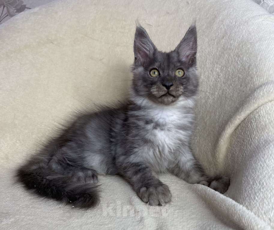 Кошки в Дмитрове: Черный дымчатый мальчик мейн кун Willian Мальчик, 40 000 руб. - фото 3