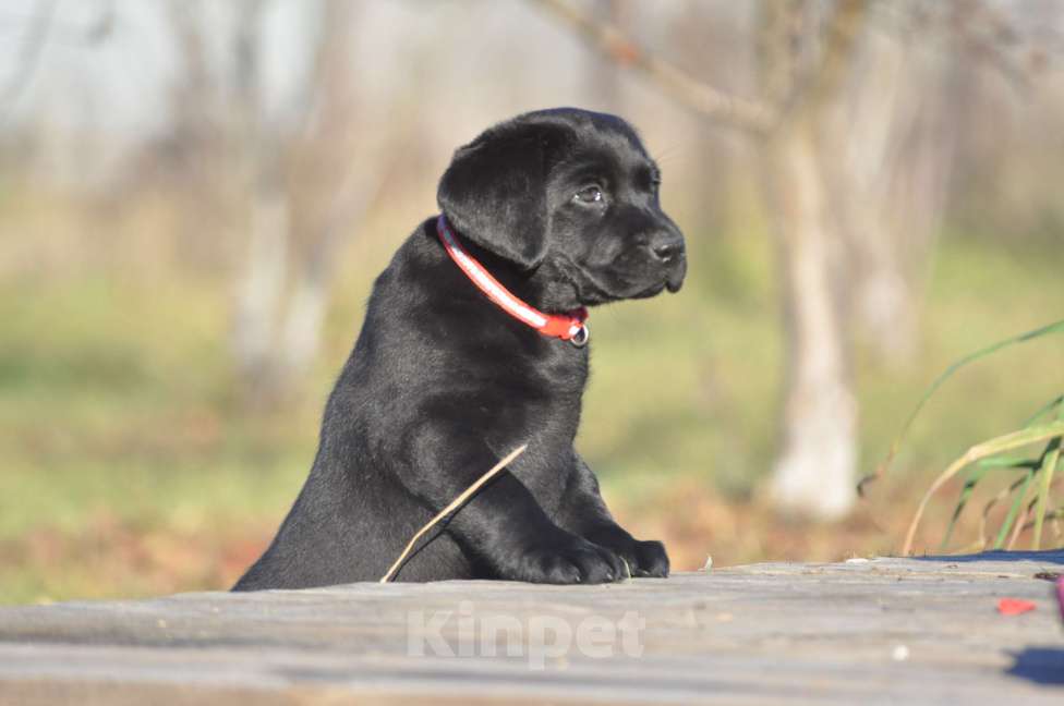 Собаки в Ижевске: Щенки лабрадора ретривера! Мальчик, 60 000 руб. - фото 9