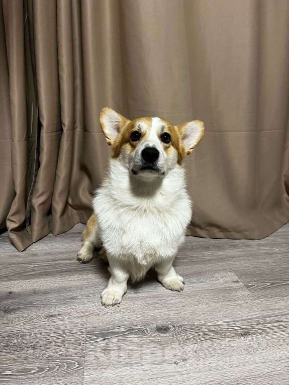 Собаки в Краснодаре: Вельш корги пемброк, кобель шоу класса Мальчик, 35 000 руб. - фото 4