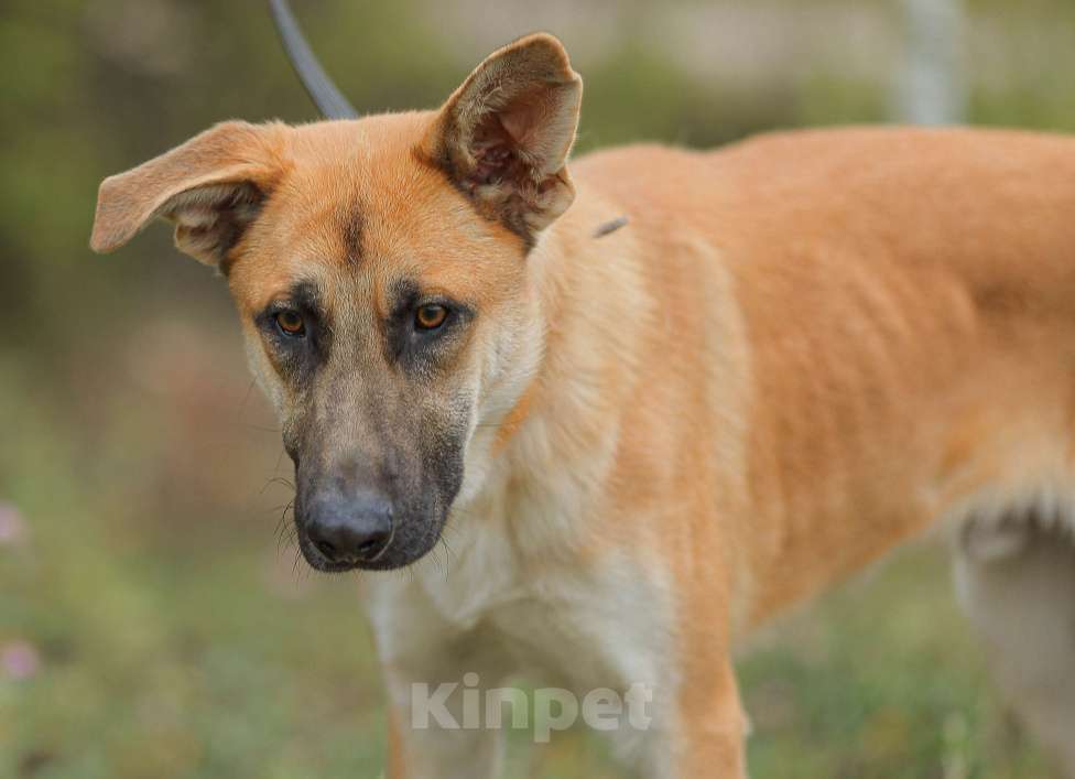 Собаки в Москве: Парень не для приюта Мальчик, Бесплатно - фото 3