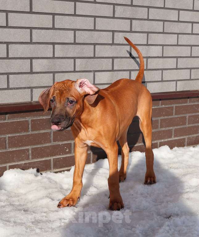 Собаки в Москве: Мальчик родезийского риджбека Мальчик, Бесплатно - фото 9