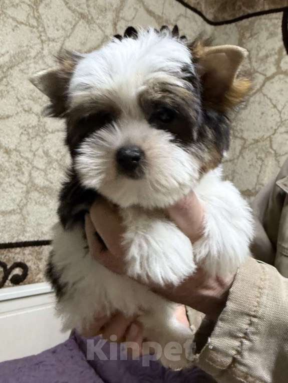 Собаки в Жуковском: Девочка бивера Девочка, 50 000 руб. - фото 5