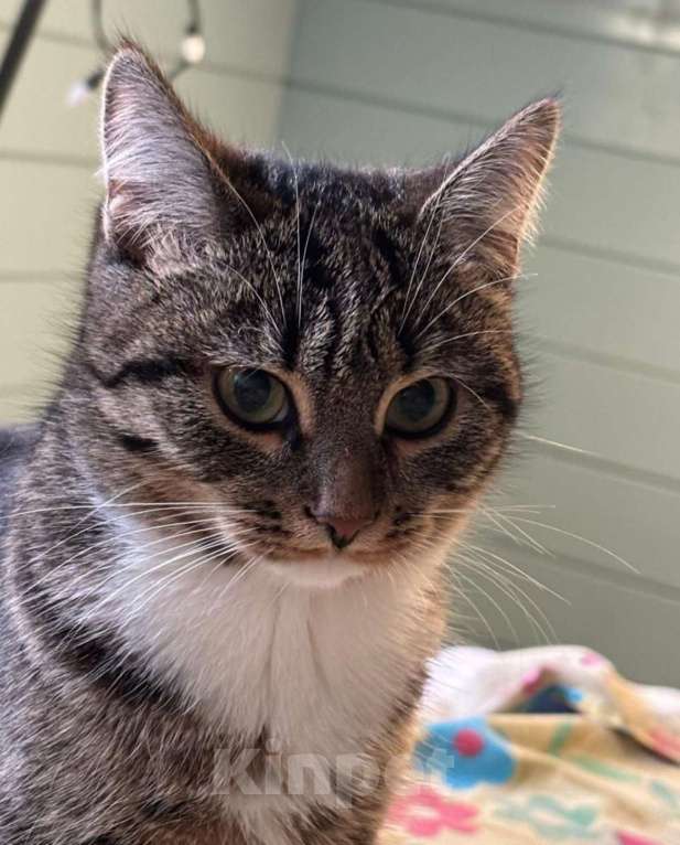 Кошки в Москве: Ласка, просто кошка. Молодая кошечка в добрые руки. Девочка, Бесплатно - фото 6