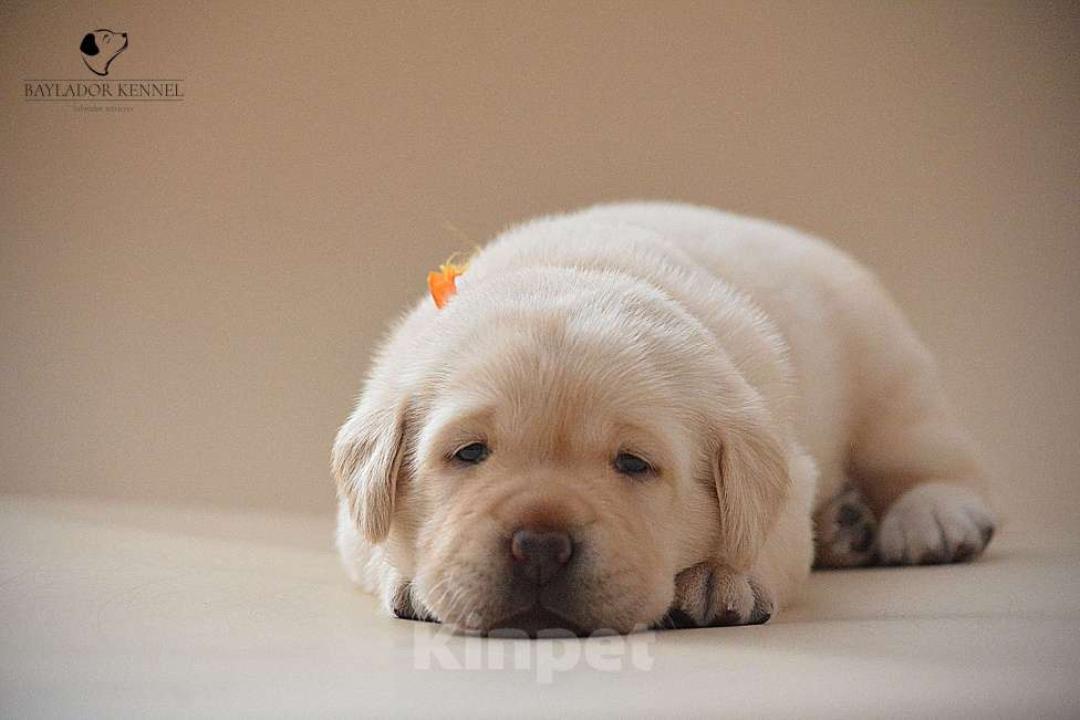 Собаки в Самаре: Щенки лабрадора Мальчик, 80 000 руб. - фото 4