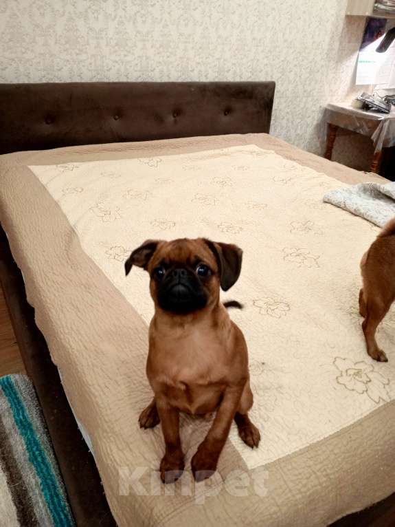 Собаки в Москве: Щенки породы Пти-брабансон Мальчик, 45 000 руб. - фото 5