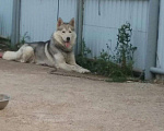 Собаки в Салавате: Вязка Хаски бесплатно., 3 000 руб. - фото 3