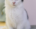 Кошки в Княгинино: Кот в добрые руки, 1 руб. - фото 6