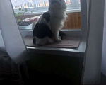 Кошки в Лесосибирске: Потерялся черное-белый кот в Лесосибирске  Мальчик, 500 руб. - фото 1