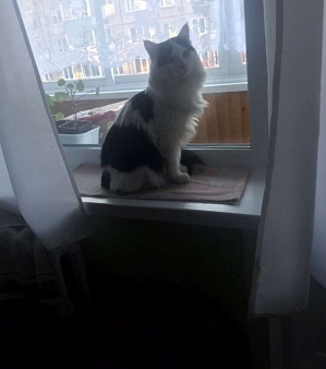 Объявление: Потерялся черное-белый кот в Лесосибирске , 500 руб., Лесосибирск