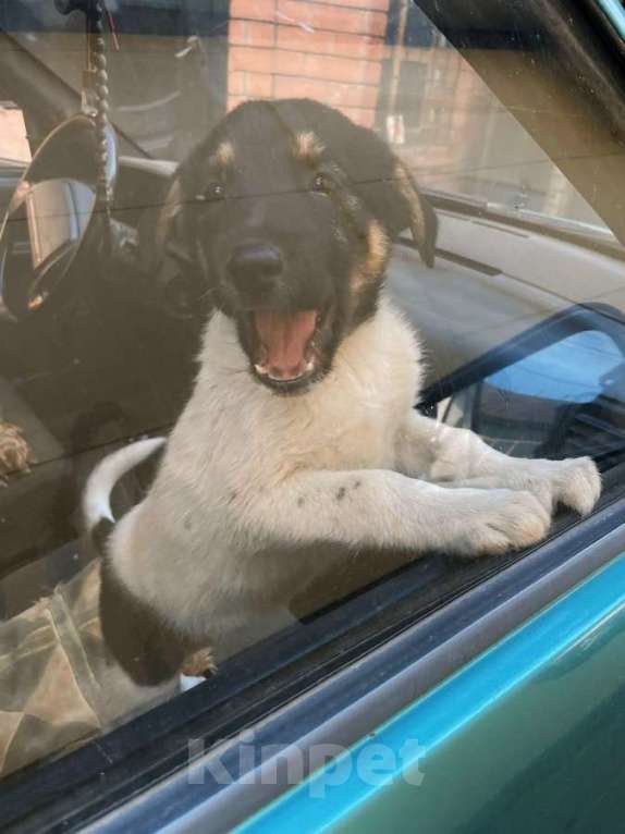 Собаки в Санкт-Петербурге: Симпатичный щенок мальчик ищет дом Мальчик, Бесплатно - фото 4