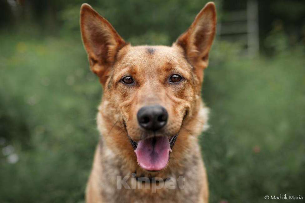 Собаки в Москве: Рекс Мальчик, Бесплатно - фото 3