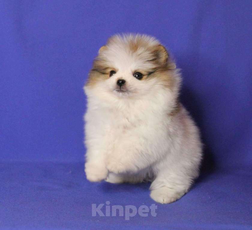 Собаки в Люберцах: девочка мини шпица Девочка, 60 000 руб. - фото 4