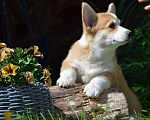 Собаки в Самаре: Вельш Корги пемброк. Мальчик, 80 000 руб. - фото 2