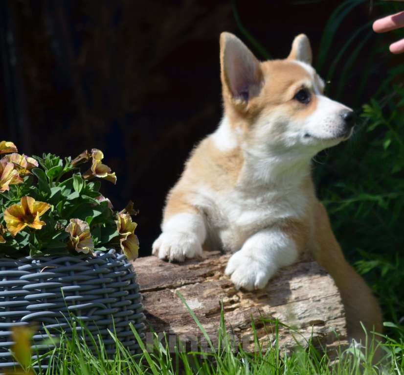 Собаки в Самаре: Вельш Корги пемброк. Мальчик, 80 000 руб. - фото 2