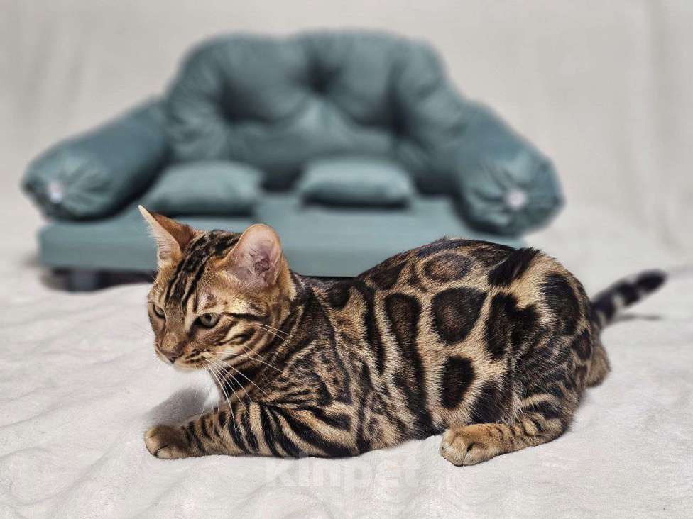 Кошки в Москве: Бенгальский котёнок Марсель Мальчик, 25 000 руб. - фото 7