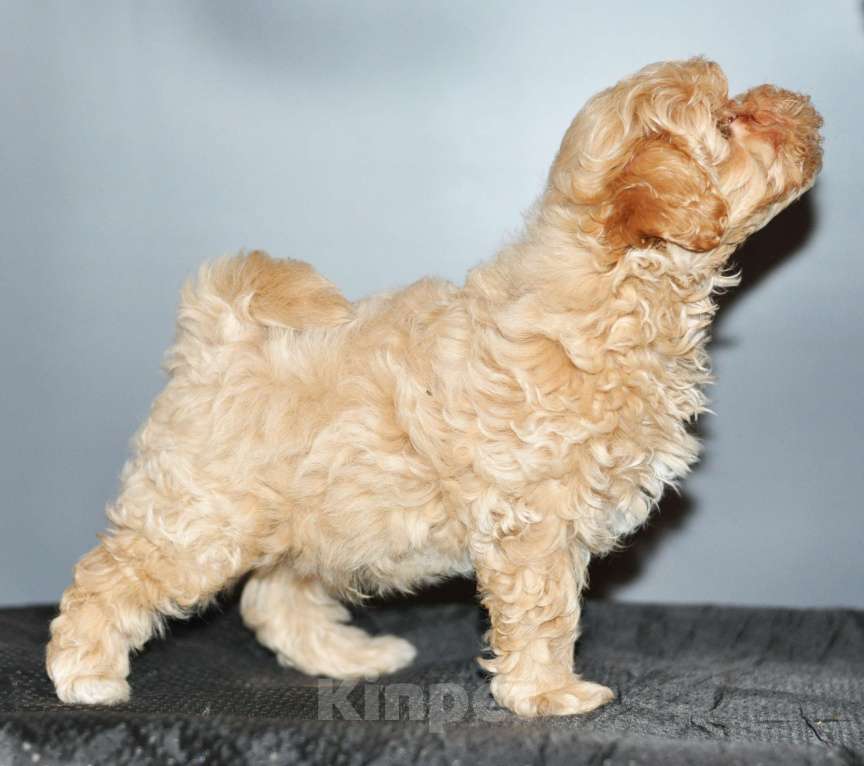 Собаки в других городах Свердловской области: мальтипу F1 мини, карамельный мальчик   Мальчик, 100 000 руб. - фото 2