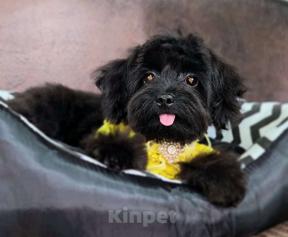 Собаки в Москве: Девочка Мальтипу Девочка, 70 000 руб. - фото 1