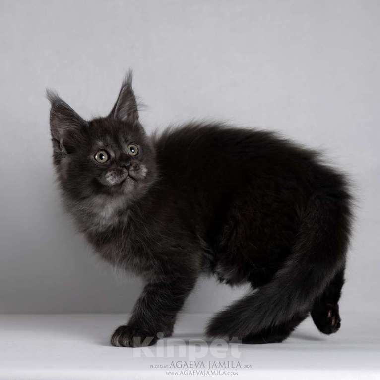 Кошки в Москве: Мейн-кун Зорро сладкий пирожок Мальчик, 105 000 руб. - фото 10