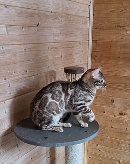 Бенгальский котик