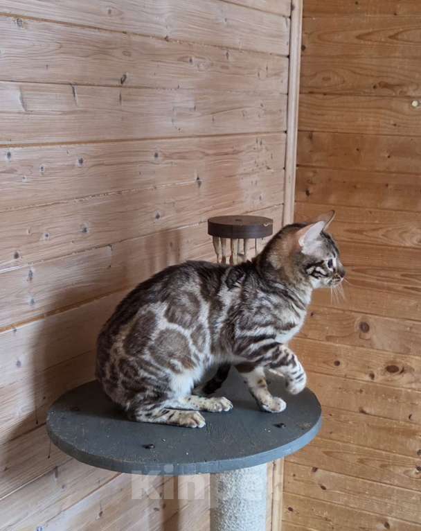 Кошки в Москве: Бенгальский котик Мальчик, 5 000 руб. - фото 1