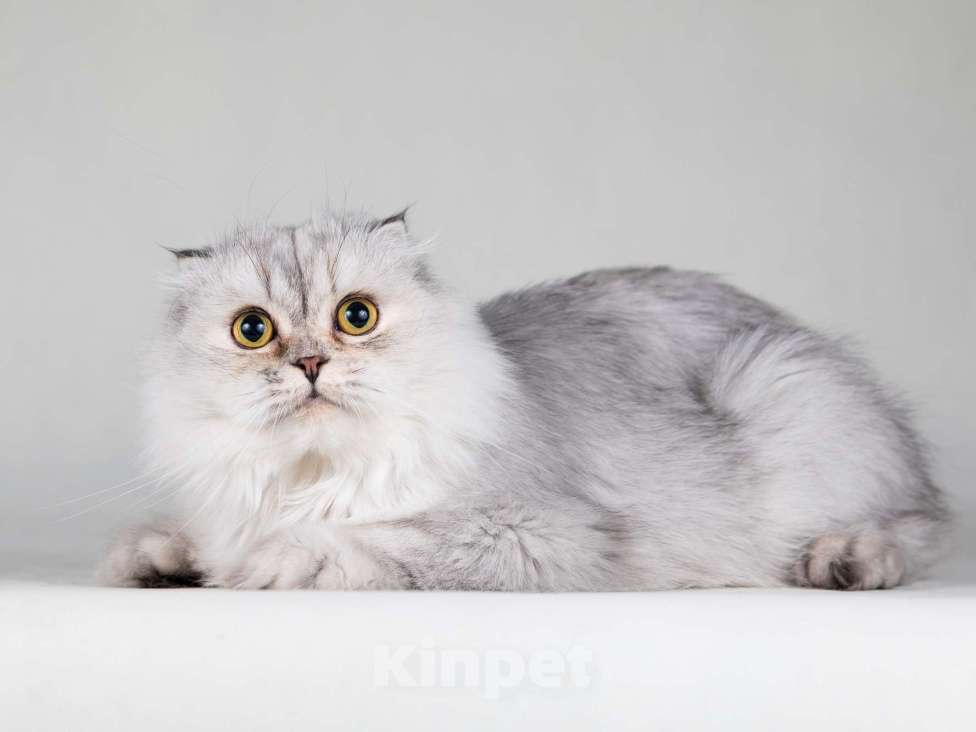 Кошки в Москве: Хайленд фолд серебристая шиншилла Айси в добрые руки Девочка, 1 руб. - фото 2