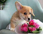 Собаки в Санкт-Петербурге: Щенок вельш корги пемброк Девочка, 70 000 руб. - фото 3