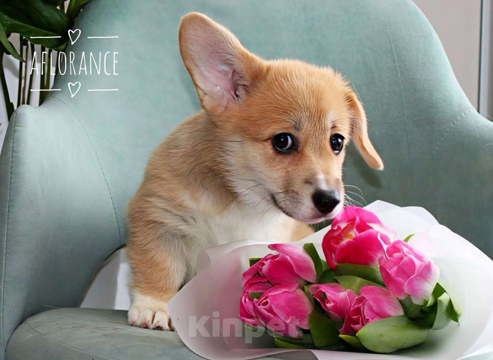 Собаки в Санкт-Петербурге: Щенок вельш корги пемброк Девочка, 70 000 руб. - фото 3