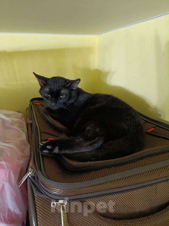 Кошки в Москве: Котенок-подросток ищет дом! Мальчик, Бесплатно - фото 3